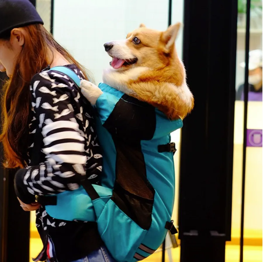French bulldog Backpack carrier V2 (WS71)